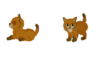 Abyssinian2